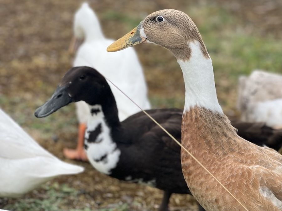 Runner ducks walking across the yard