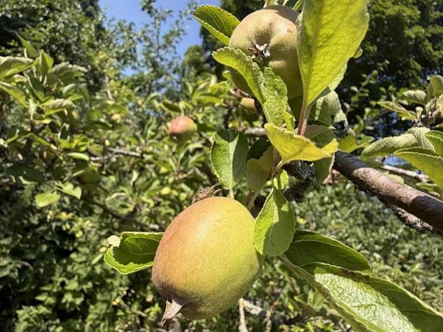 Apples ripening in the orchard