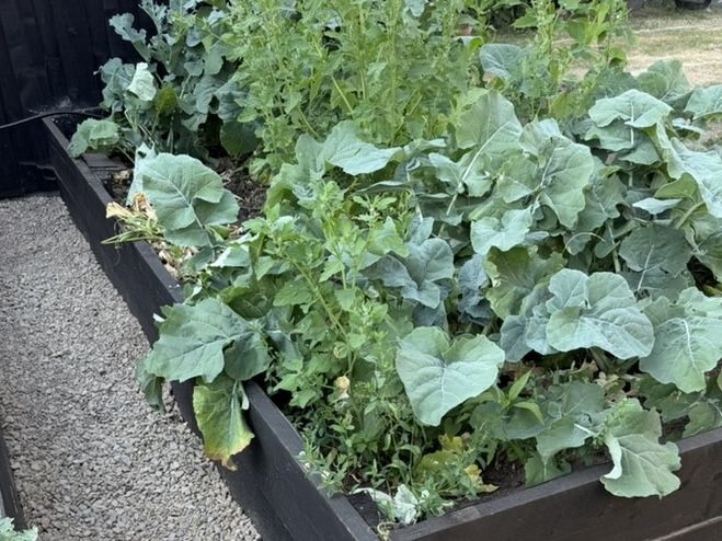 Seasonal crops growing in the raised beds
